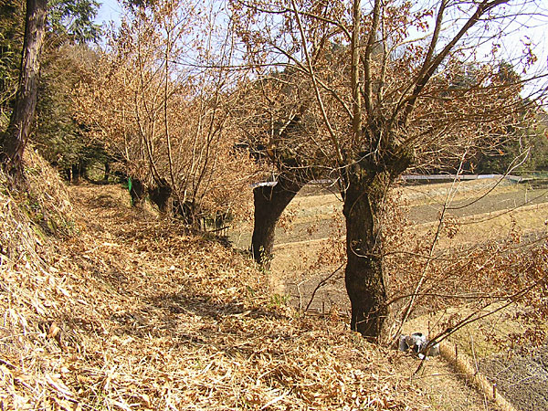 ２月早春！？の奈良、暖冬のオオクワ採集